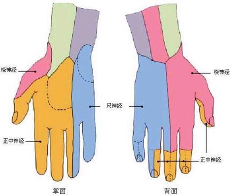 右手小指麻木—右手小指麻木更佳治疗 *** -第1张图片-健康养生经验分享