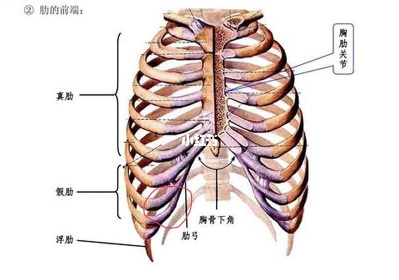 右侧肋巴疼_右侧肋骨疼痛：原因和应对策略-第1张图片-健康养生经验分享