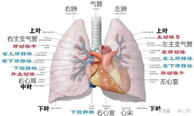 支气管分级_支气管有几级-第1张图片-健康养生经验分享