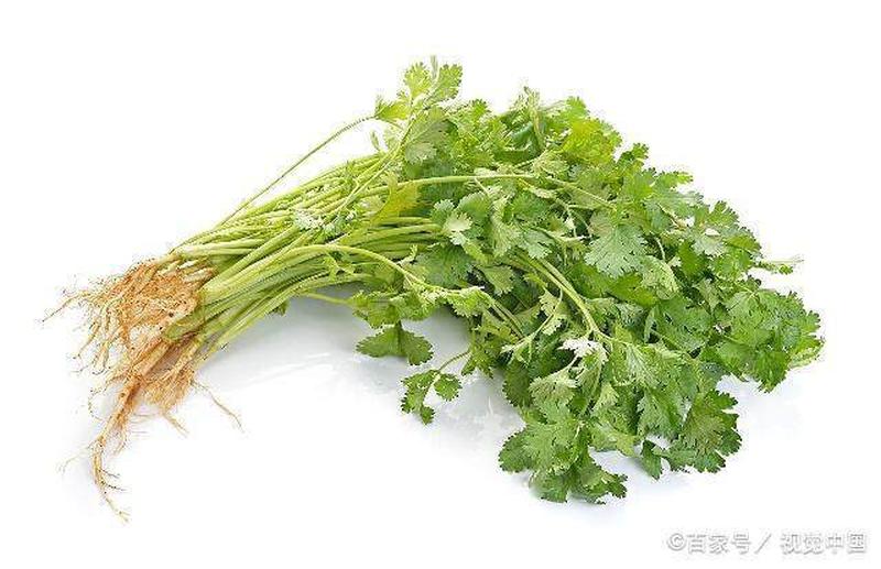 孕妇能吃香菜吗—孕妇食用香菜的安全性探究：妊娠期间的膳食指南-第1张图片-健康养生经验分享