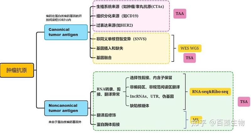 肿瘤特异性抗原_肿瘤特异性抗原在肿瘤免疫中的作用及其临床应用-第1张图片-健康养生经验分享