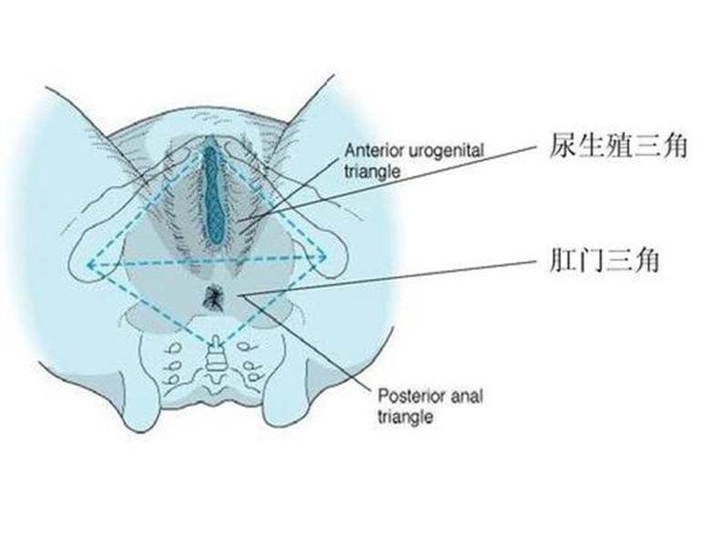 右三角区疼(三角区右侧阵痛)-第1张图片-健康养生经验分享