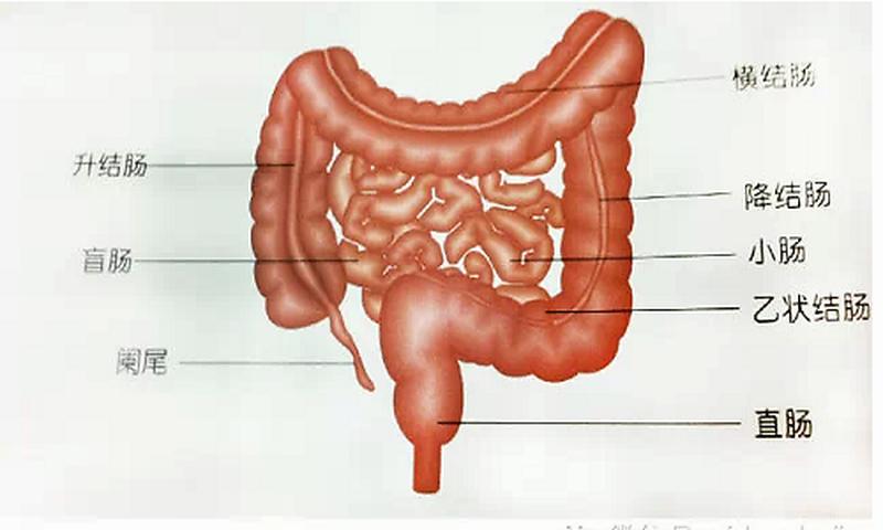 肠道有多长(肠道回肠盘旋惊人长)-第1张图片-健康养生经验分享