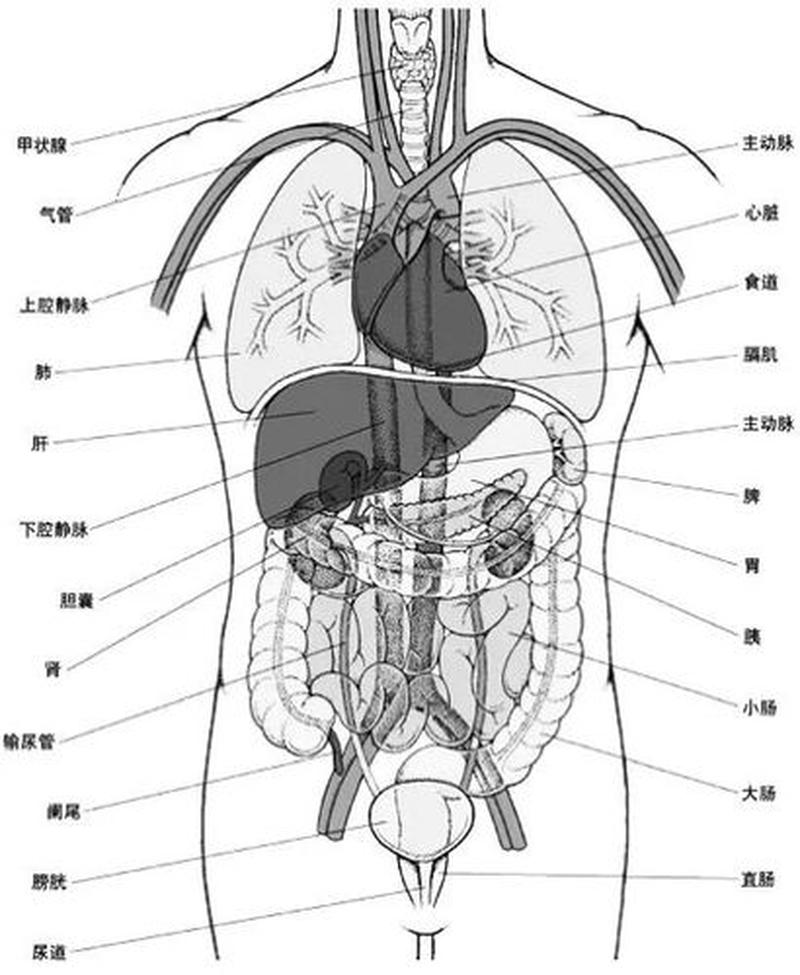 在哪里哪个位置图_所在之地：身体左上腹的秘密器官-第1张图片-健康养生经验分享