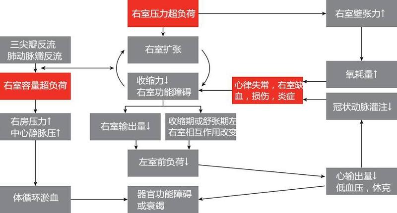 心衰的原因和发病机制—心衰成因探究与临床疗法-第1张图片-健康养生经验分享