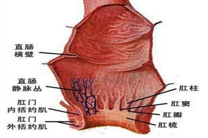 直肠炎治疗 *** —溃疡性结直肠炎更佳治疗 *** -第1张图片-健康养生经验分享