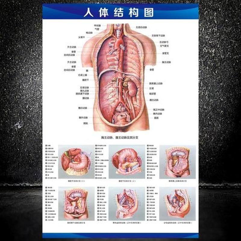 人体内脏分布构图左右—解剖内脏迷宫：从食道到肠 道的消化之旅-第1张图片-健康养生经验分享