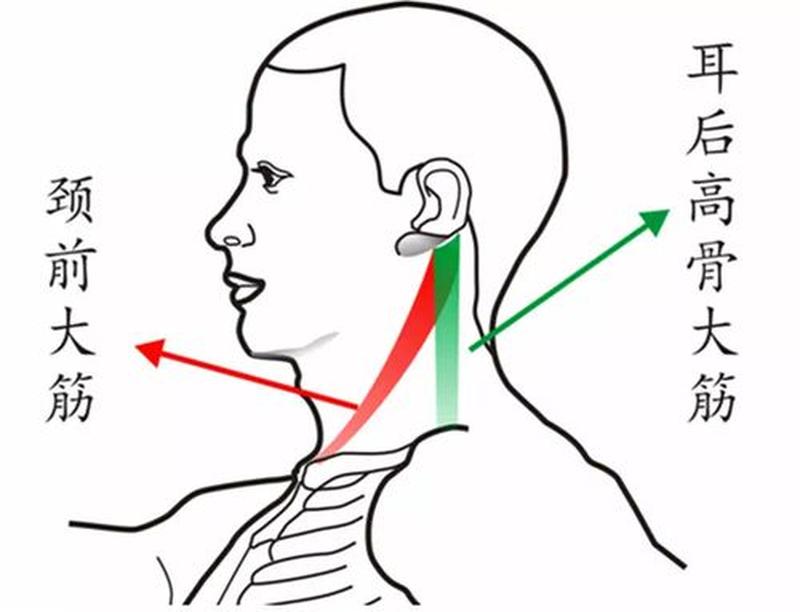 左侧脖子筋疼怎么办—左侧脖子筋痛：根源解析与康复妙招-第1张图片-健康养生经验分享