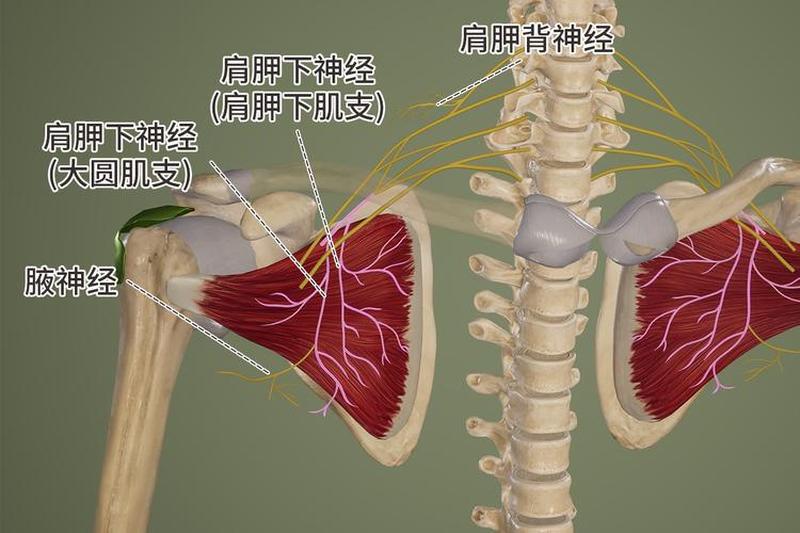 右下肩胛酸疼_右下肩胛酸疼挂什么科-第1张图片-健康养生经验分享