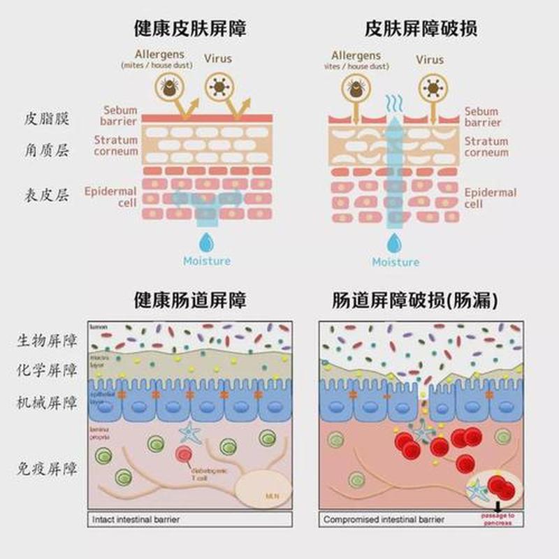 血小板低怎么调理的短视频—科学调理血小板低，提升健康屏障-第1张图片-健康养生经验分享