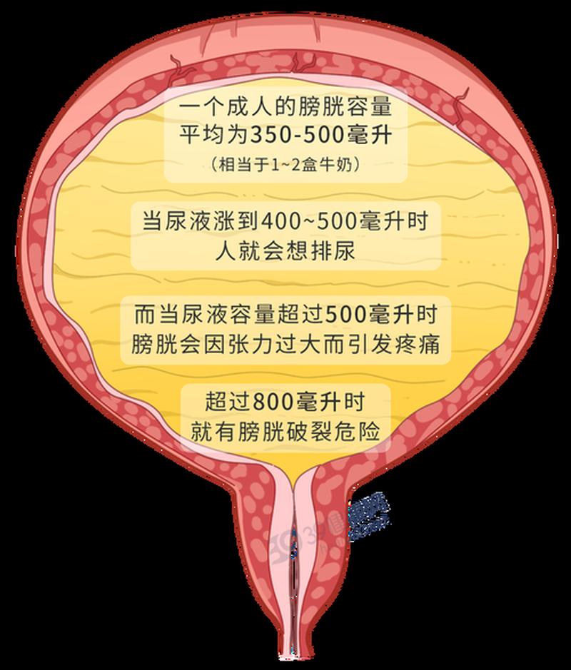 正常尿量是多少(正常尿量的探寻：维持身心的健康之水)-第1张图片-健康养生经验分享