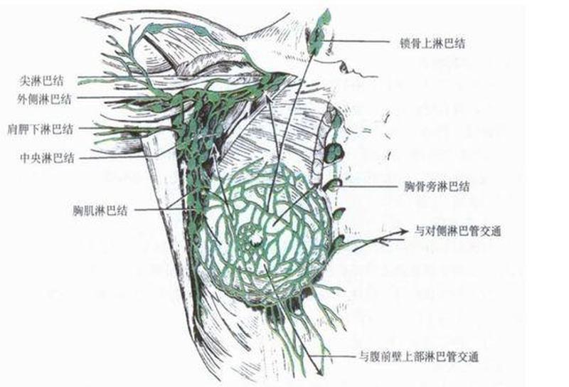 右胸腋下隐隐作痛女性—右腋隐痛叩门 警惕乳腺或淋巴问题-第1张图片-健康养生经验分享