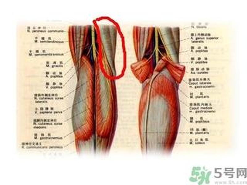 怎么知道韧带断了(一招教你判断是不是韧带断裂)-第1张图片-健康养生经验分享