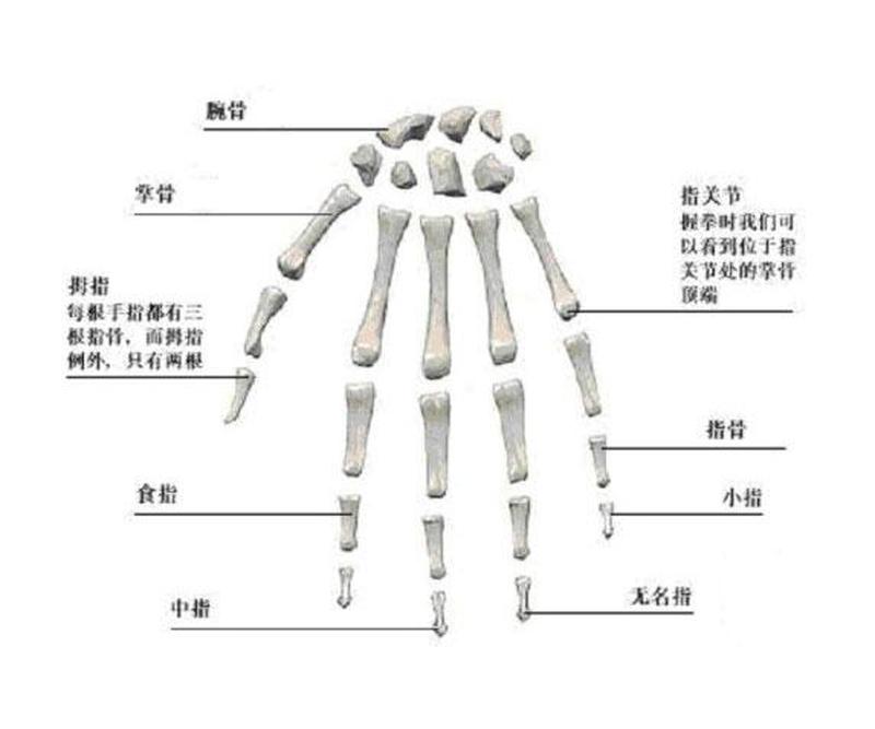 掌骨属于什么形态的骨—掌骨：长骨否？探寻手部骨骼的奥秘-第1张图片-健康养生经验分享