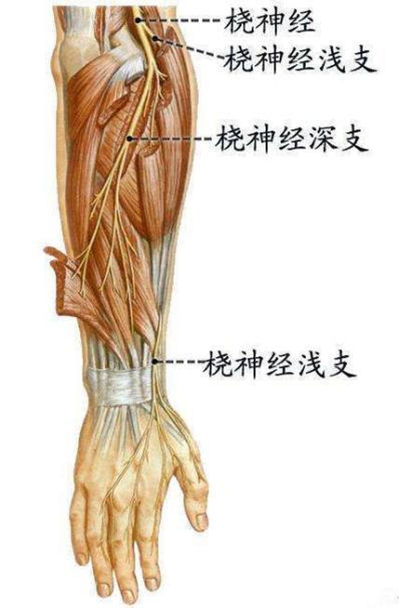 右手手臂酸痛—右手臂酸痛难耐，寻根究底找良方-第1张图片-健康养生经验分享