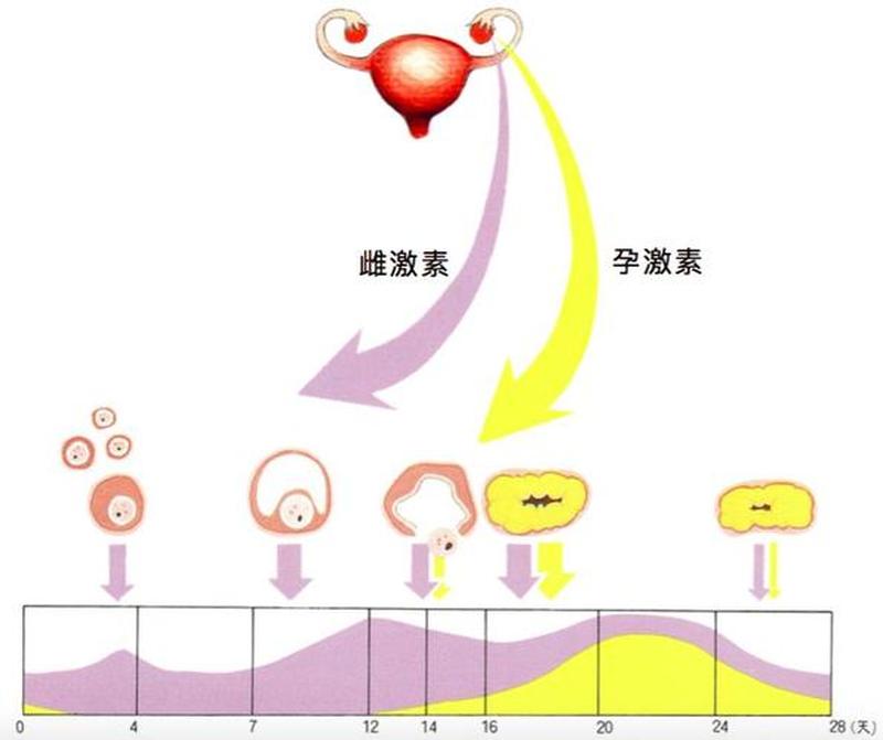 怎样增加雌激素和孕激素(雌激素飙升的秘诀：十招提升雌激素水平)-第1张图片-健康养生经验分享