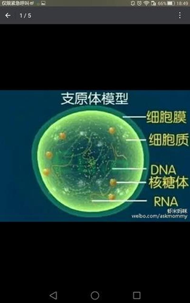 支原体感染(支原体感染和支原体肺炎的区别)-第1张图片-健康养生经验分享