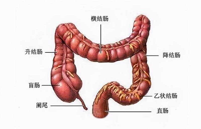 右边肚子硬(右边肚子硬硬的疼是什么原因)-第1张图片-健康养生经验分享