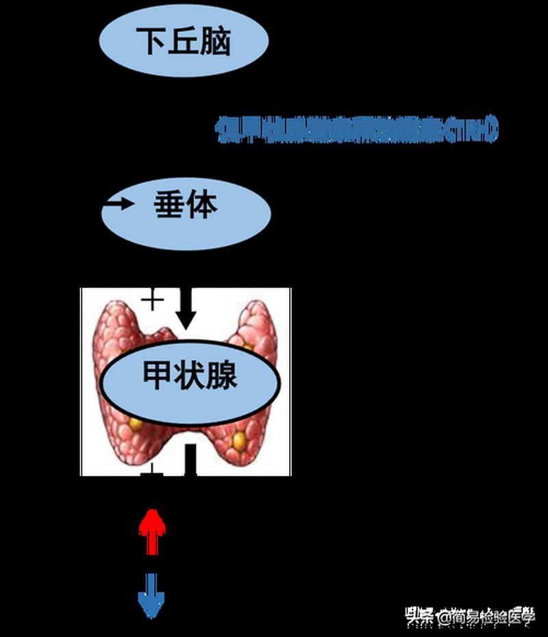 甲抗甲减怎么检查(甲状腺功能减退症检测全指南)-第1张图片-健康养生经验分享