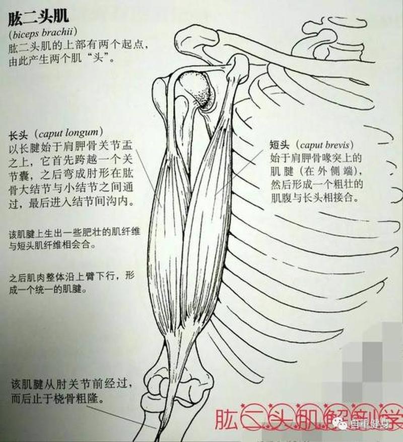 肱二头肌反射(肱二头肌反射视频教程)-第1张图片-健康养生经验分享