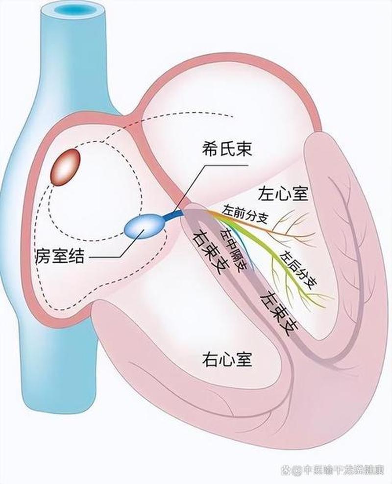 右胸口跳动变成气流到胃里(心房狂喜，右胸跳动如雷)-第1张图片-健康养生经验分享