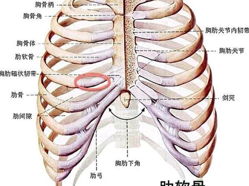 右侧肋下痛的原因(右侧肋下隐痛：探寻背后的病因)-第1张图片-健康养生经验分享