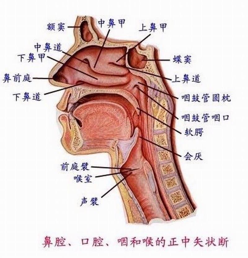 一个鼻孔出气(鼻孔出气 傲气凌人 天下无敌)-第1张图片-健康养生经验分享