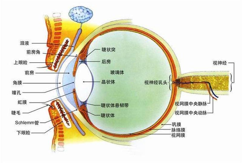 眼睛老是模糊看不清是怎么回事_双眸朦胧惹困扰 为何视物常不真-第1张图片-健康养生经验分享