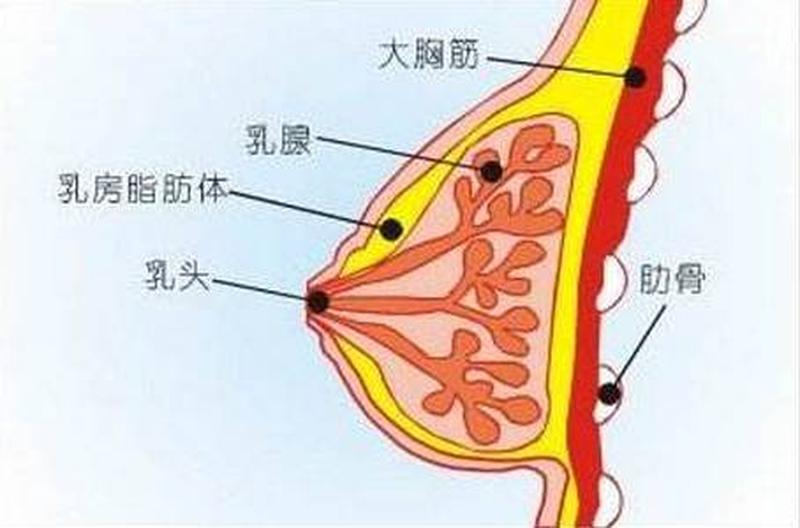 孕妇胸部有水出来什么原因(孕期胸部渗漏：揭秘乳汁漏出的原因及应对策略)-第1张图片-健康养生经验分享