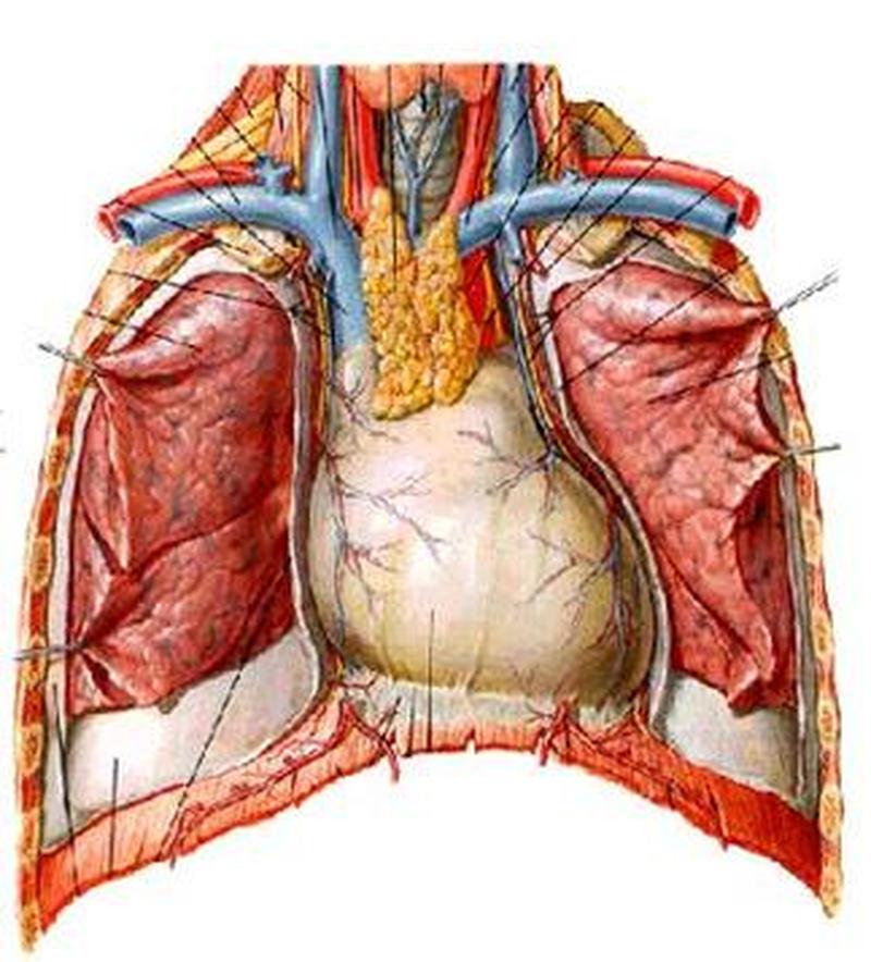 纵隔肿瘤症状表现_纵隔肿瘤的早期征兆和隐匿表现-第1张图片-健康养生经验分享