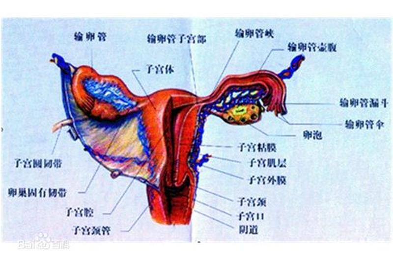 子宫里有气体是否影响孩子发育(子宫胀气：神秘气体困扰，探寻背后隐情)-第1张图片-健康养生经验分享