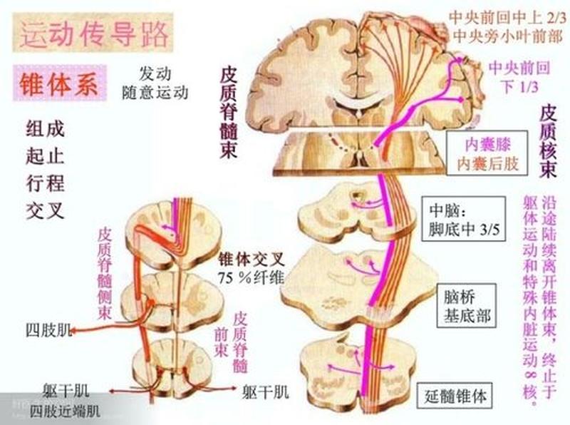 锥体外系综合症_锥体外系综合症与帕金森的区别-第1张图片-健康养生经验分享