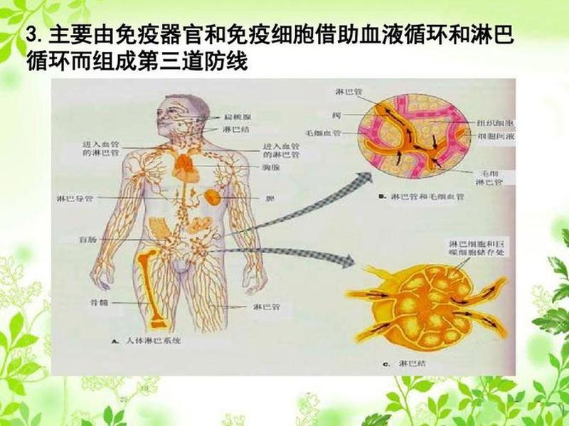 中枢性免疫器官包括哪些—免疫系统之盾：器官护航-第1张图片-健康养生经验分享