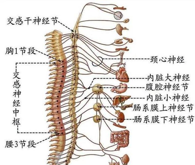 心脏病是什么_揭秘心脏病：生命之源的无声隐患-第1张图片-健康养生经验分享