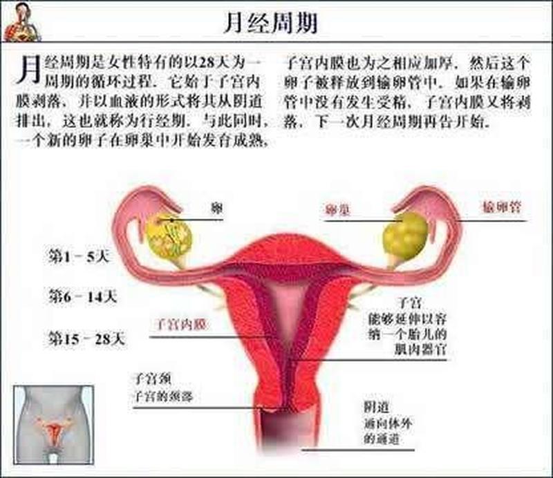 月经来了半个月还没完能去做检查吗_月经逾期半月不绝，寻找原因探究竟-第1张图片-健康养生经验分享