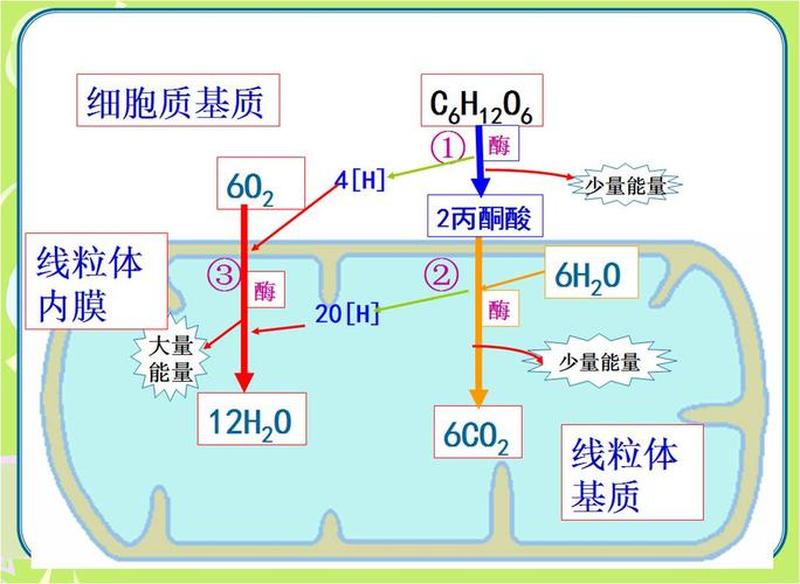 有氧呼吸的场所—原核生物进行有氧呼吸的场所-第1张图片-健康养生经验分享