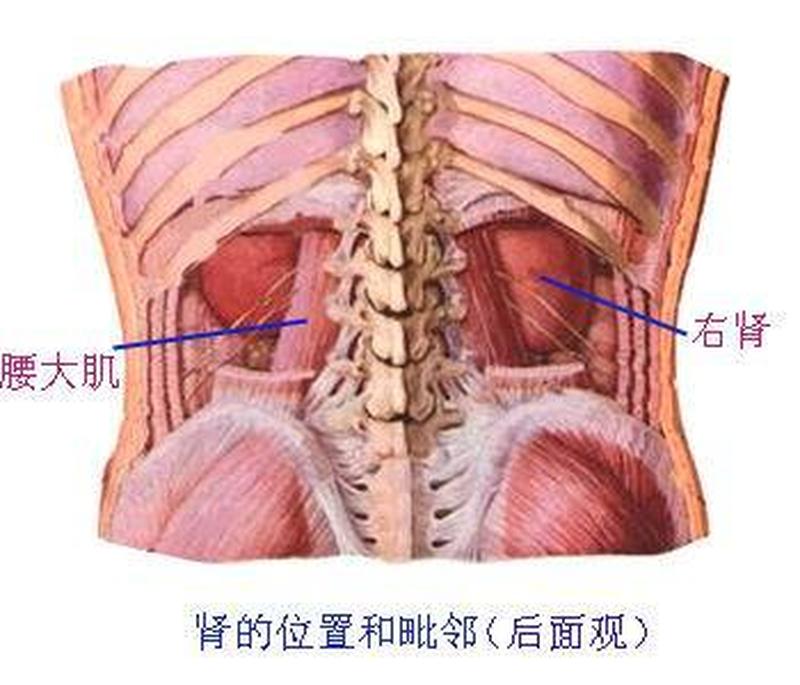 腰一阵一阵的疼(腰一阵一阵的疼挂什么科)-第1张图片-健康养生经验分享