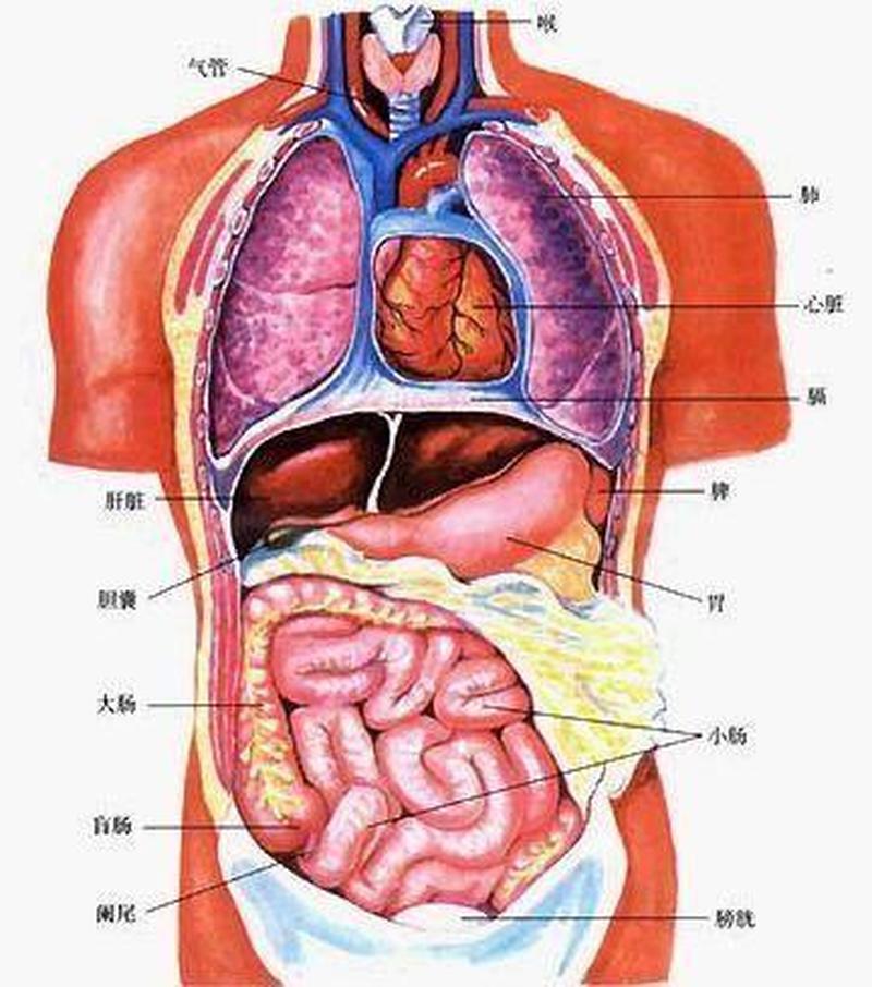 左下腹疼男性挂什么科(左下腹疼痛难忍 男性求助不知所措)-第1张图片-健康养生经验分享