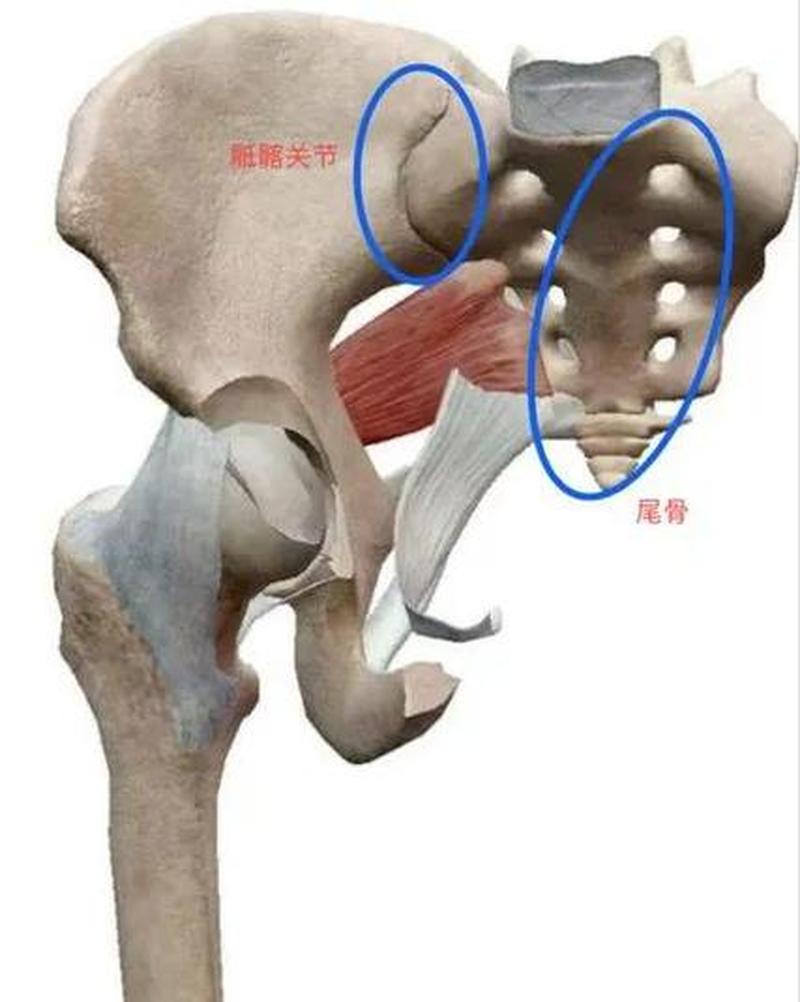 月经期尾骨疼_尾骨疼痛伴月经期困扰：探寻根源与缓解之道-第1张图片-健康养生经验分享