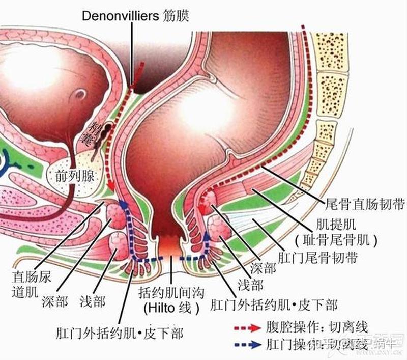 直肠炎怎么引起的—直肠炎怎么引起的 怎么才能好-第1张图片-健康养生经验分享