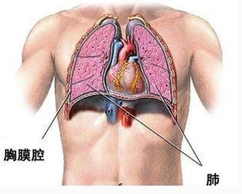 胸腔突然疼痛怎么缓解—胸膛骤痛，撕裂难当-第1张图片-健康养生经验分享