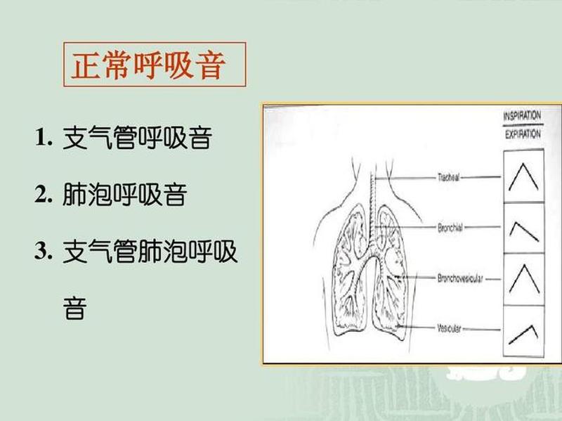 正常呼吸音(正常呼吸音：肺部健康的音乐)-第1张图片-健康养生经验分享