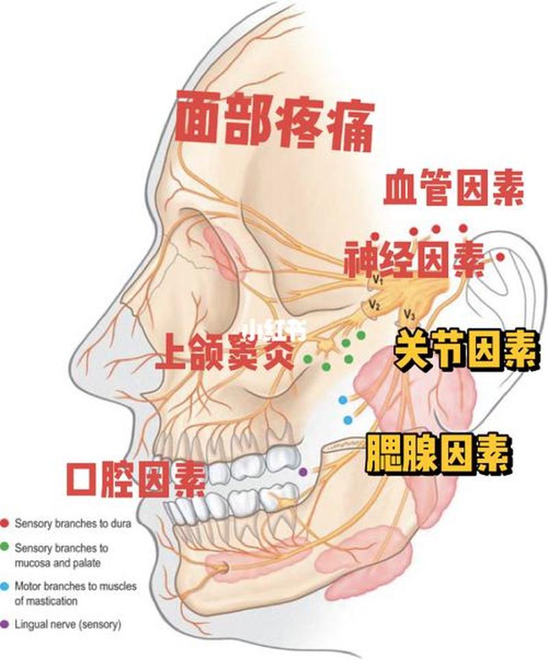 左边面部疼痛左鼻孔流黄水(左半边面部疼痛探索：成因与应对策略)-第1张图片-健康养生经验分享