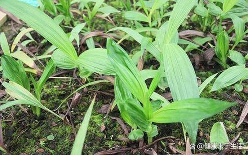 枳实白芨的功效与作用(白芨：止血镇痛，收敛生肌之良药)-第1张图片-健康养生经验分享