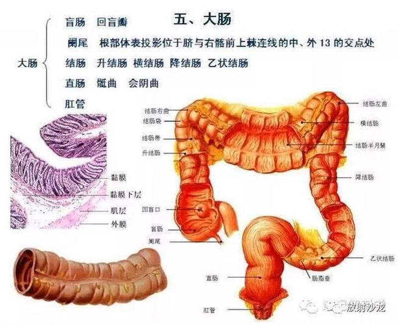 指肠发炎_指肠位置痛：解剖学定位与病理生理机制探讨-第1张图片-健康养生经验分享