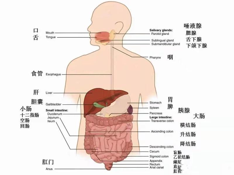 左侧腹部痛_左侧腹部疼痛：常见病因与诊疗策略-第1张图片-健康养生经验分享