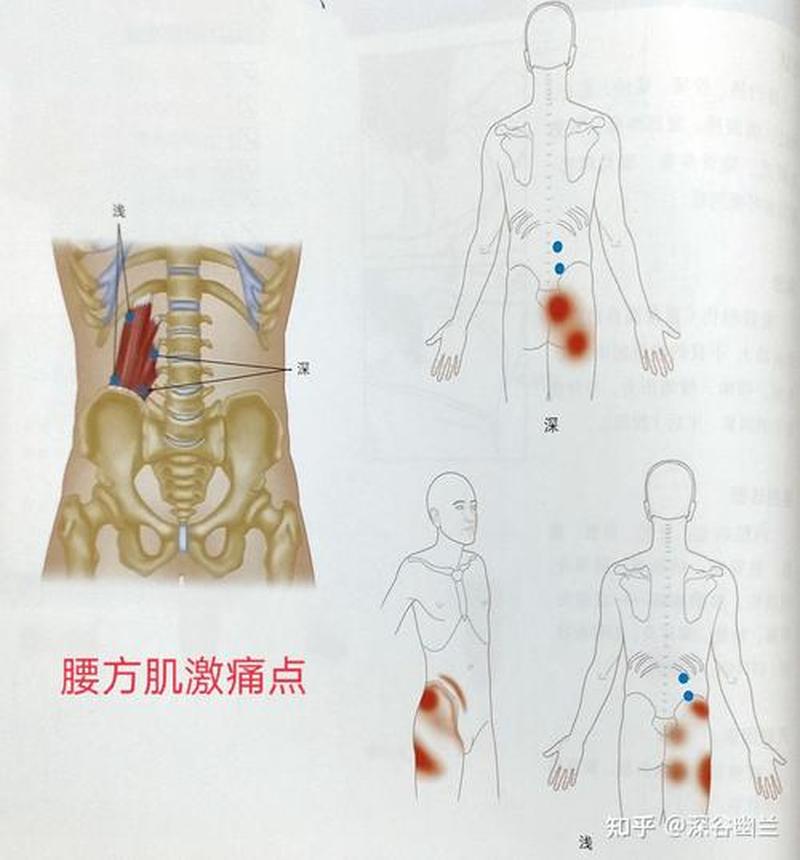 右边腹部疼(右侧腹部疼痛：成因全解析与治疗指南)-第1张图片-健康养生经验分享