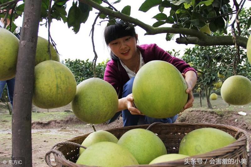 柚子是寒性还是温性(橘子寒性之辨析：从中医角度探究)-第1张图片-健康养生经验分享