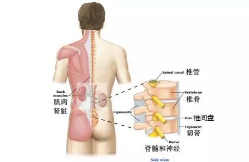 腰酸尿无力怎么办—腰酸尿乏困顿难耐，探寻不适源头-第1张图片-健康养生经验分享