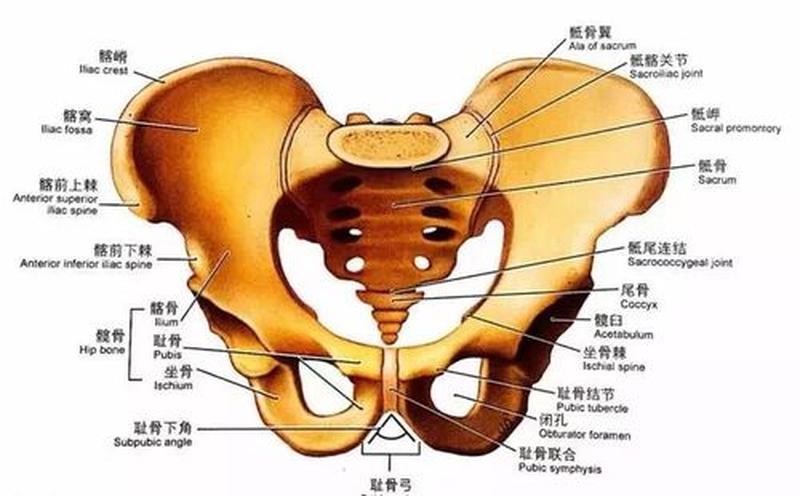 右下骨盆附近疼_骨盆区域疼痛：原因、症状和治疗 *** -第1张图片-健康养生经验分享